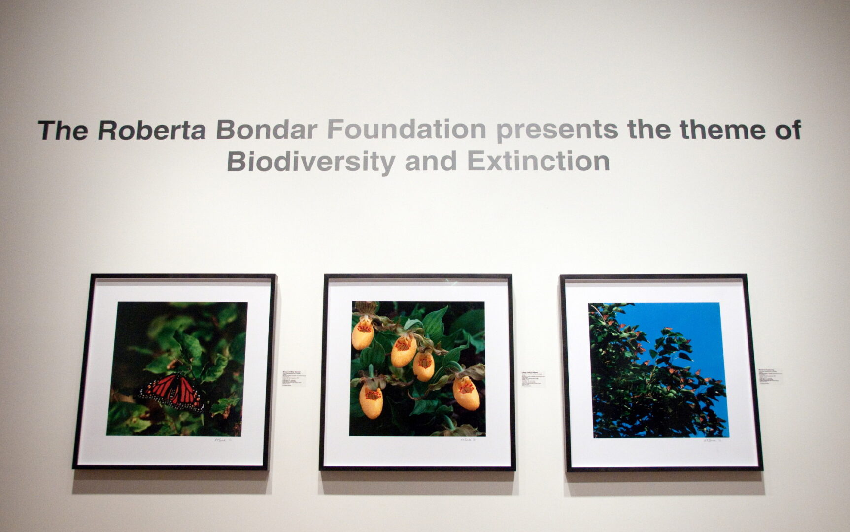 Gallery wall showing examples of Mixedwood Forest biodiversity, Art Gallery of Algoma