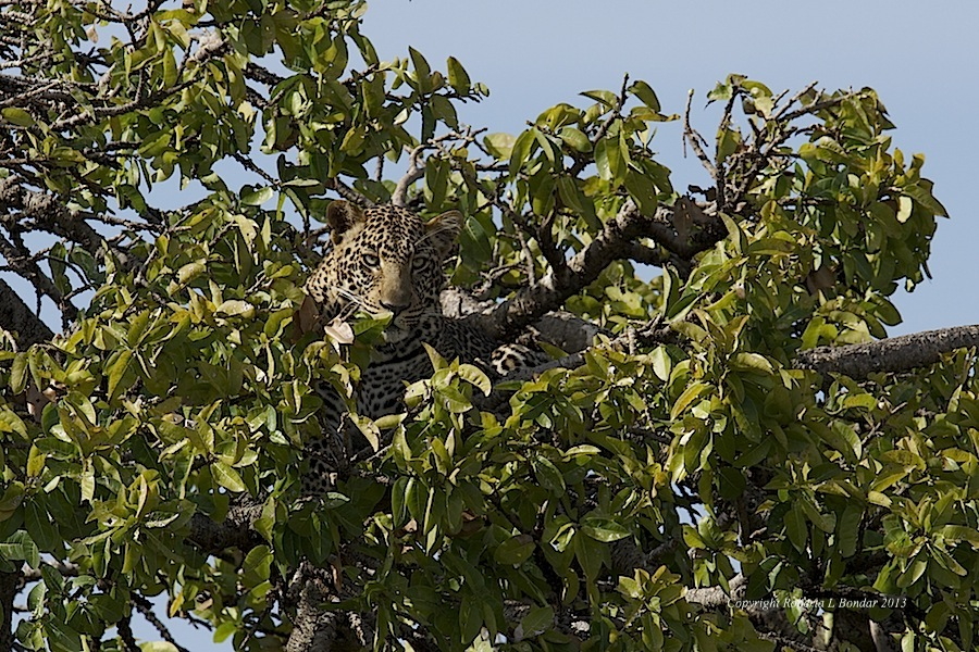 Image of a leopard in a tree