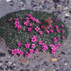 Image of small purple flowers