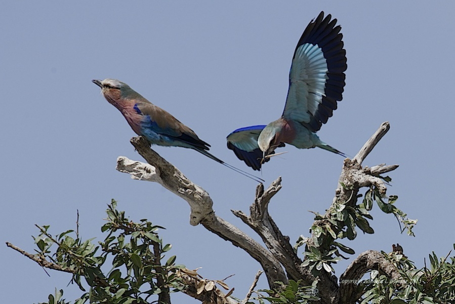Image of two birds at top of tree