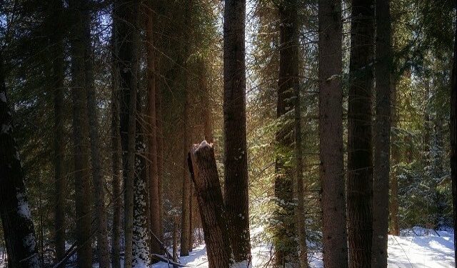 Image of a snowy forest