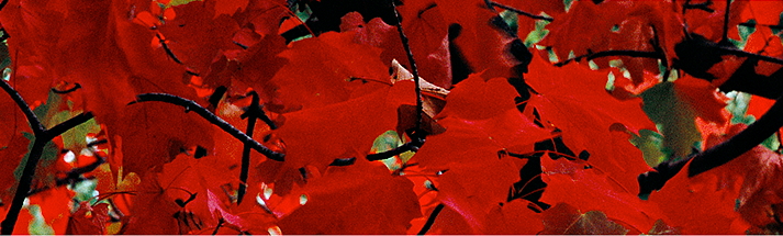 Image of red maples leaves