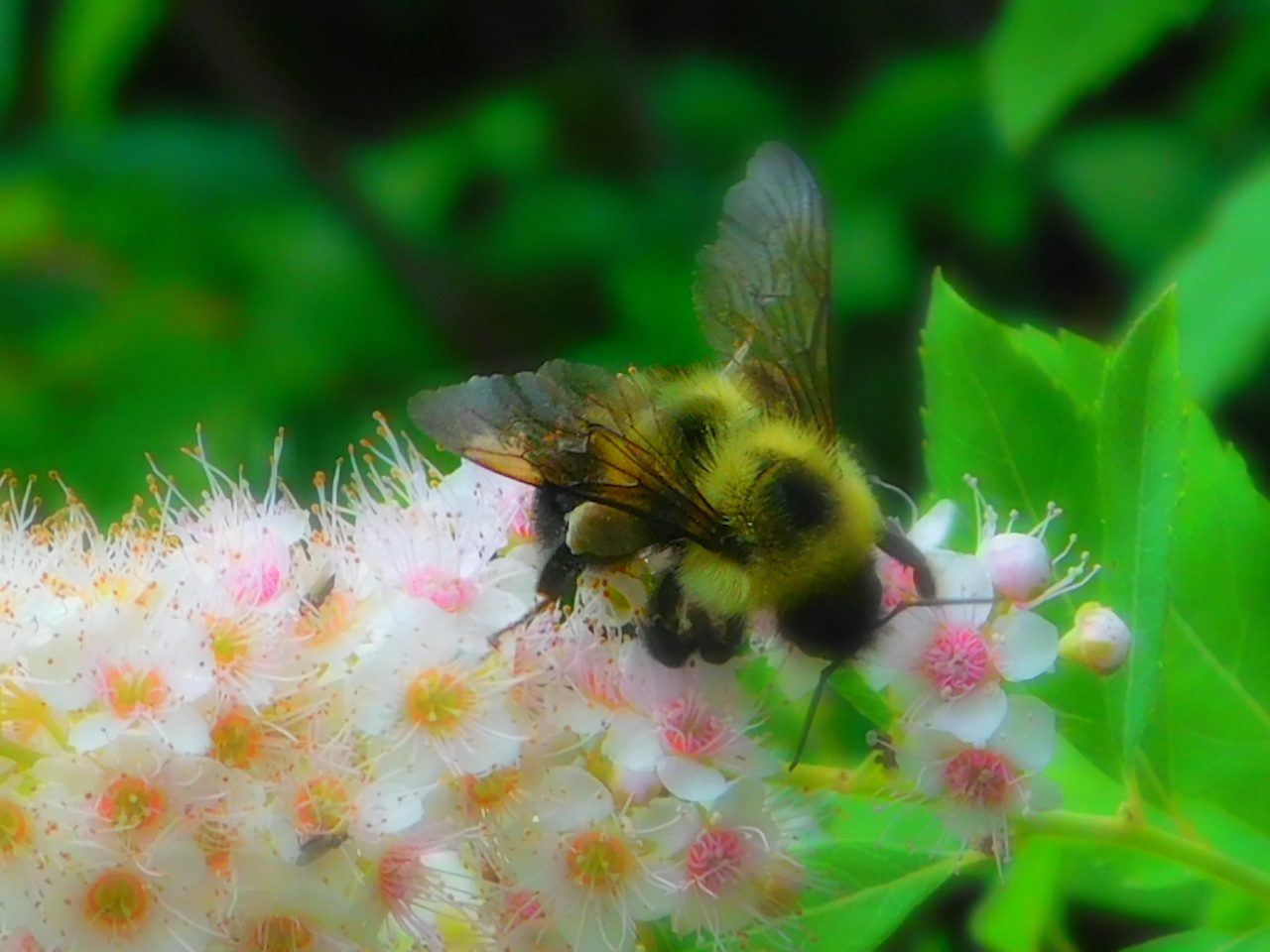 “Pollen Bee” by Holly Northrup-Banks of Camp Centennial.