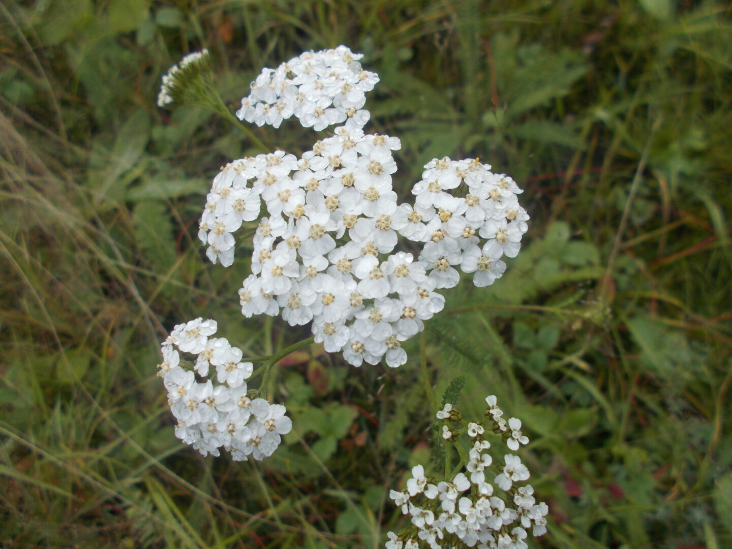“Brycelyn’s White Flower” by Brycelyn Oudzi.