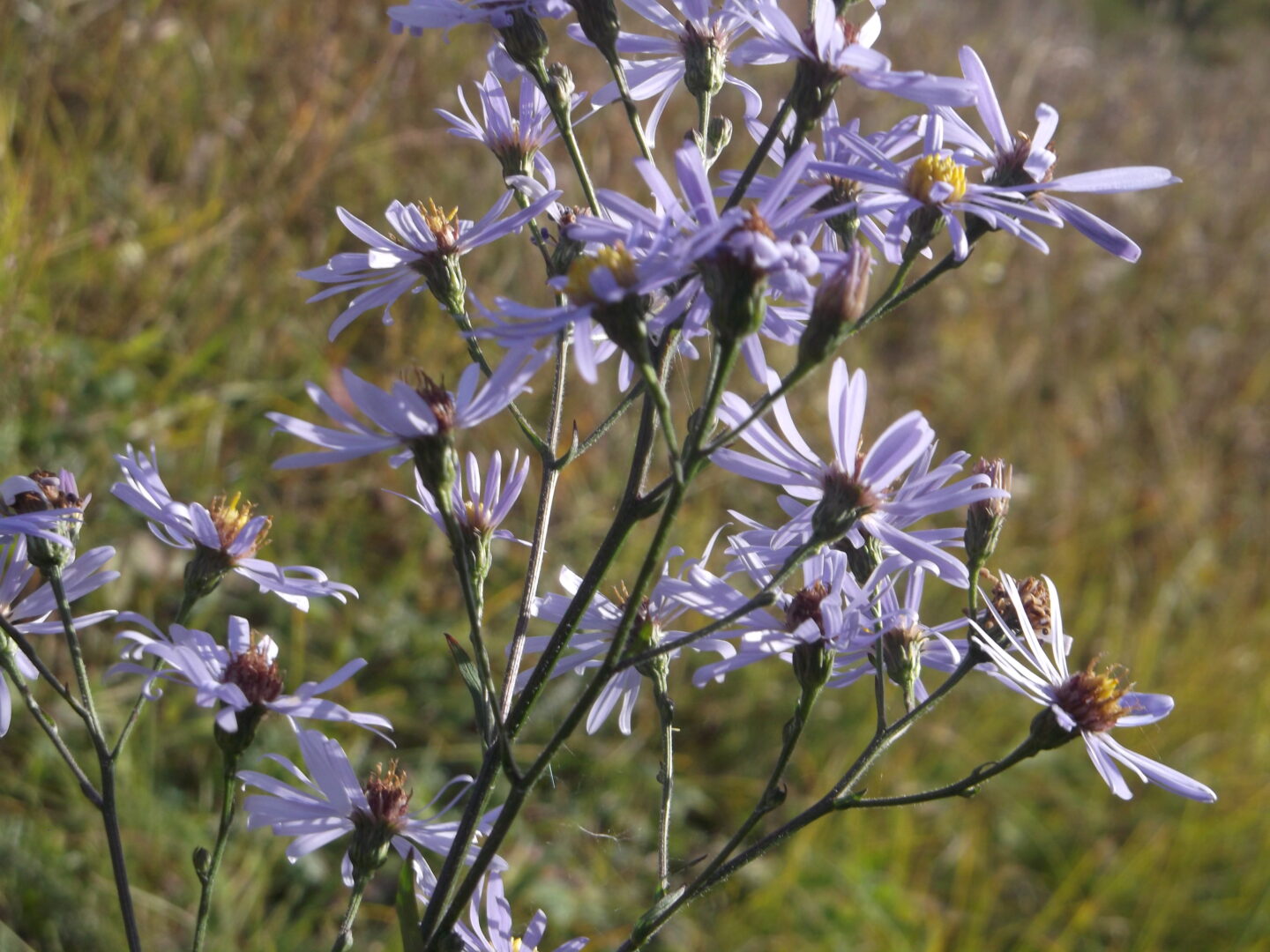 “Pretty Purple Flowers” by Cyi Cummings.