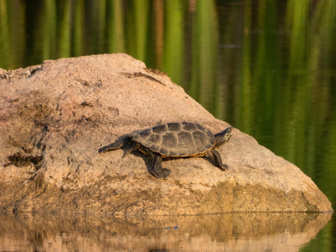 “Northern Map Turtle” by Astraia Doran of Riverview Park & Zoo.