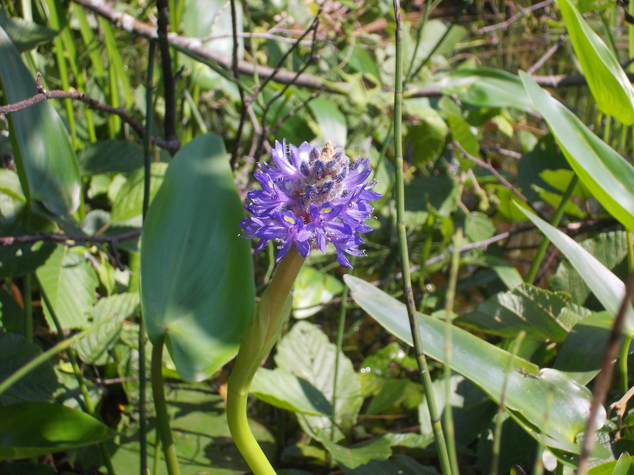 “Purple Flower” by Amelia Finley.