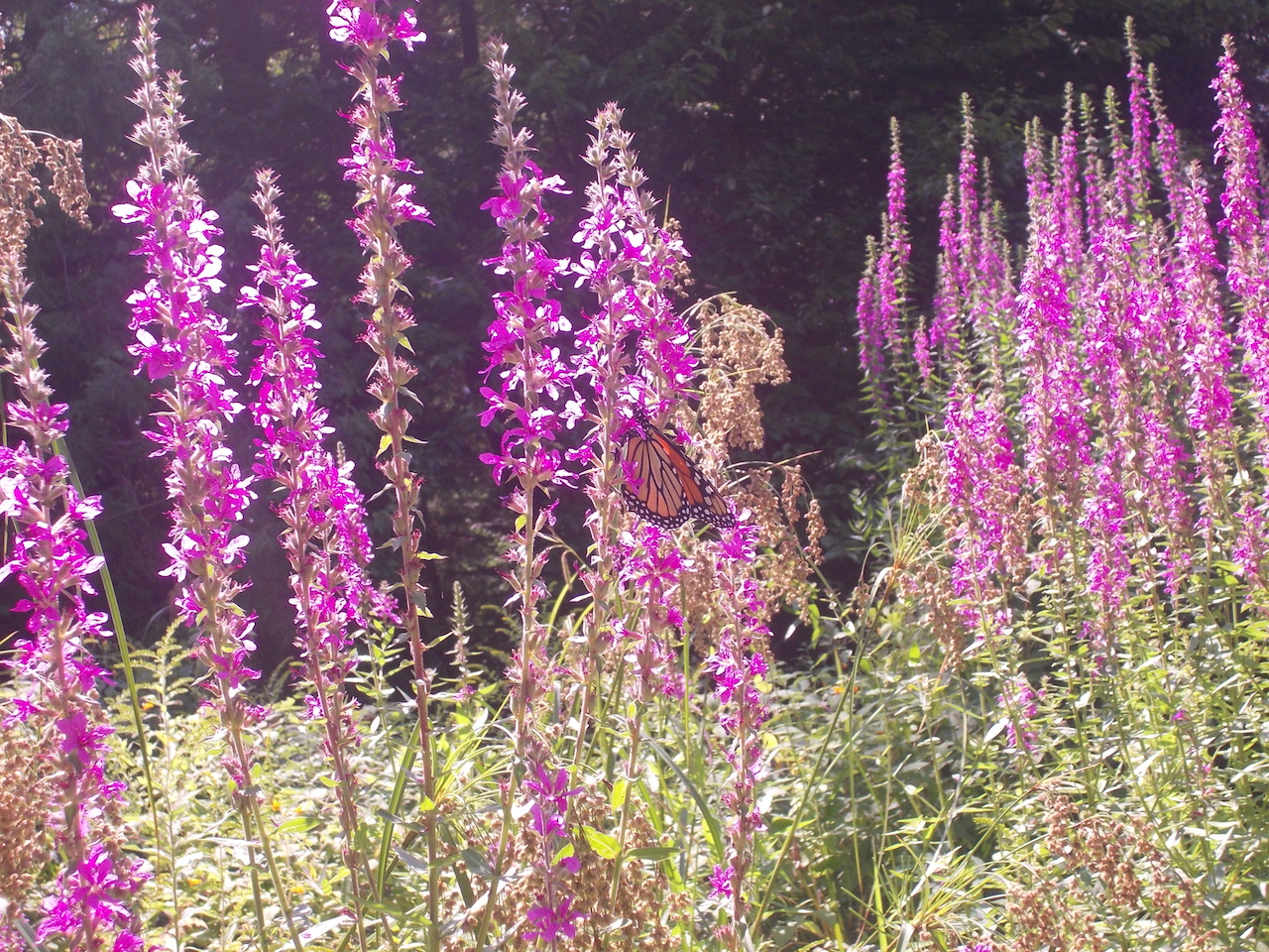 “Nature’s Beauty” by Katie Hutsul of Camp Tanamakoon.
