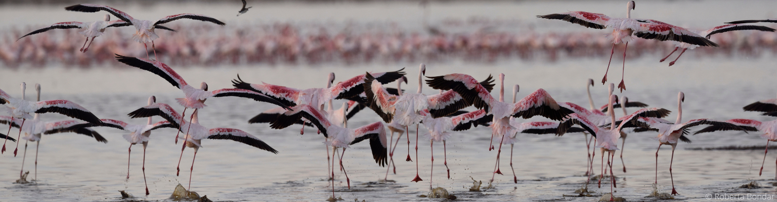 Pink flamingos taking flight