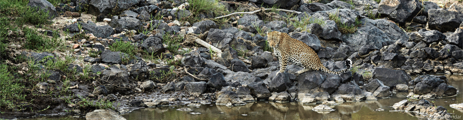 Leopard at waters edge