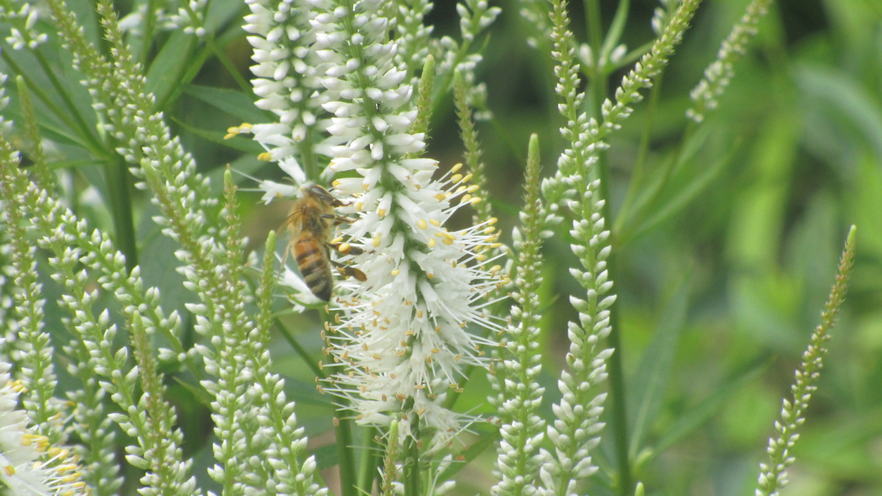 A bee on white flowers